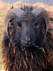 sheep-640661_1920